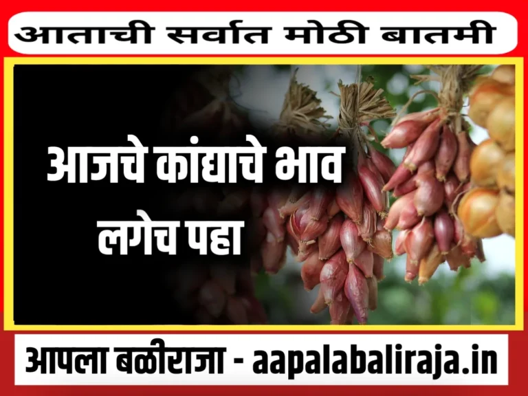 Onions Rate : आजचे कांद्याचे बाजार भाव 3 ऑक्टोबर 2023