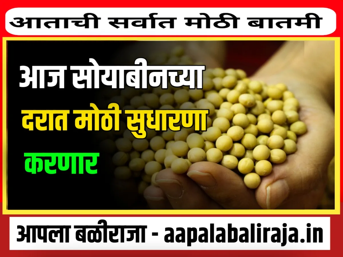 Soybean Rate : आजचे सोयाबीनचे भाव 5 ऑक्टोबर 2023 महाराष्ट्र