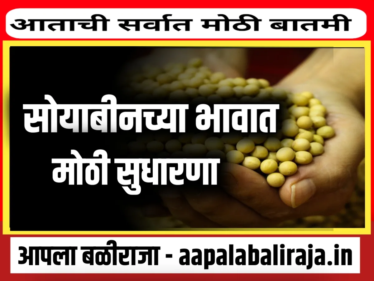 Soybean Rate : आजचे सोयाबीनचे भाव 3 ऑक्टोबर 2023