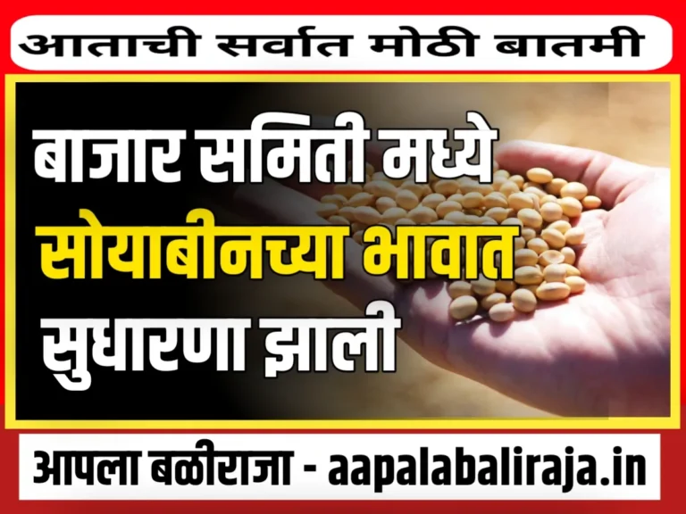 Soybean Rate : आजचे सोयाबीनचे भाव 4 ऑक्टोबर 2023 महाराष्ट्र