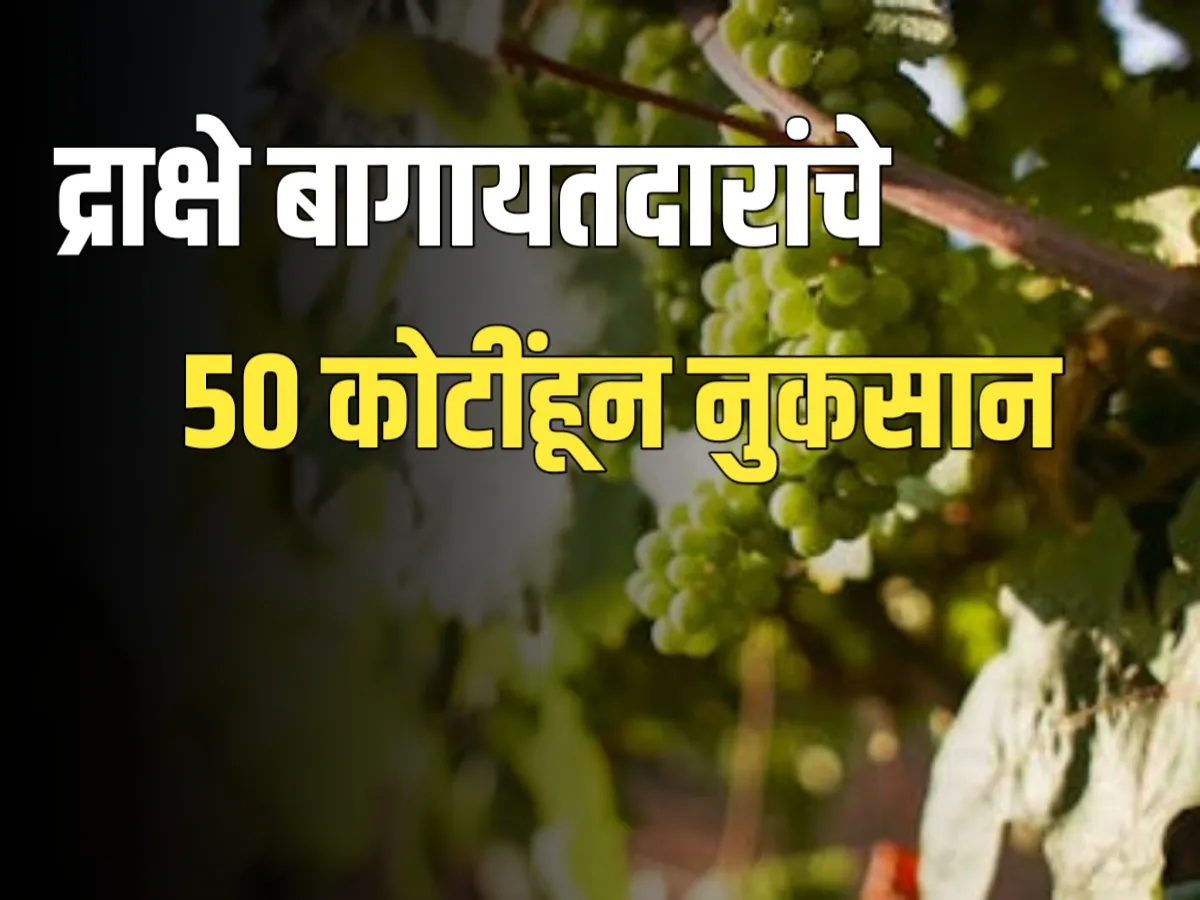 Grape Farmer Fraud : द्राक्ष बागायतदारांची 50 कोटींहून अधिक रकमेची फसवणूक