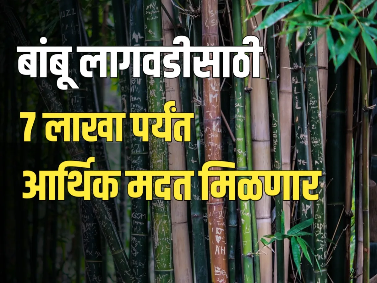 Bamboo Cultivation : बांबू लागवडीसाठी शेतकऱ्यांना प्रति हेक्टर 7.04 लाख रुपयांची आर्थिक मदत