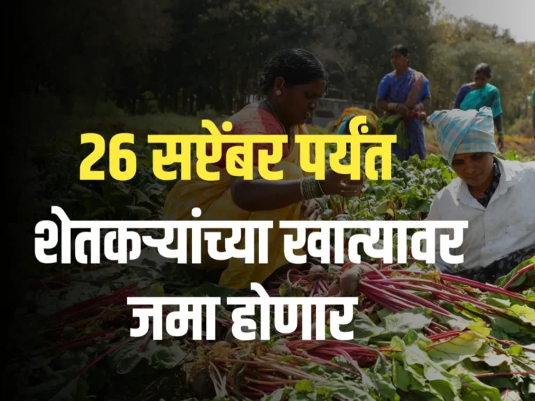 Crop Insurance : शेतकऱ्यांच्या बँक खात्यात 26 सप्टेंबरपर्यंत निधी जमा होणार