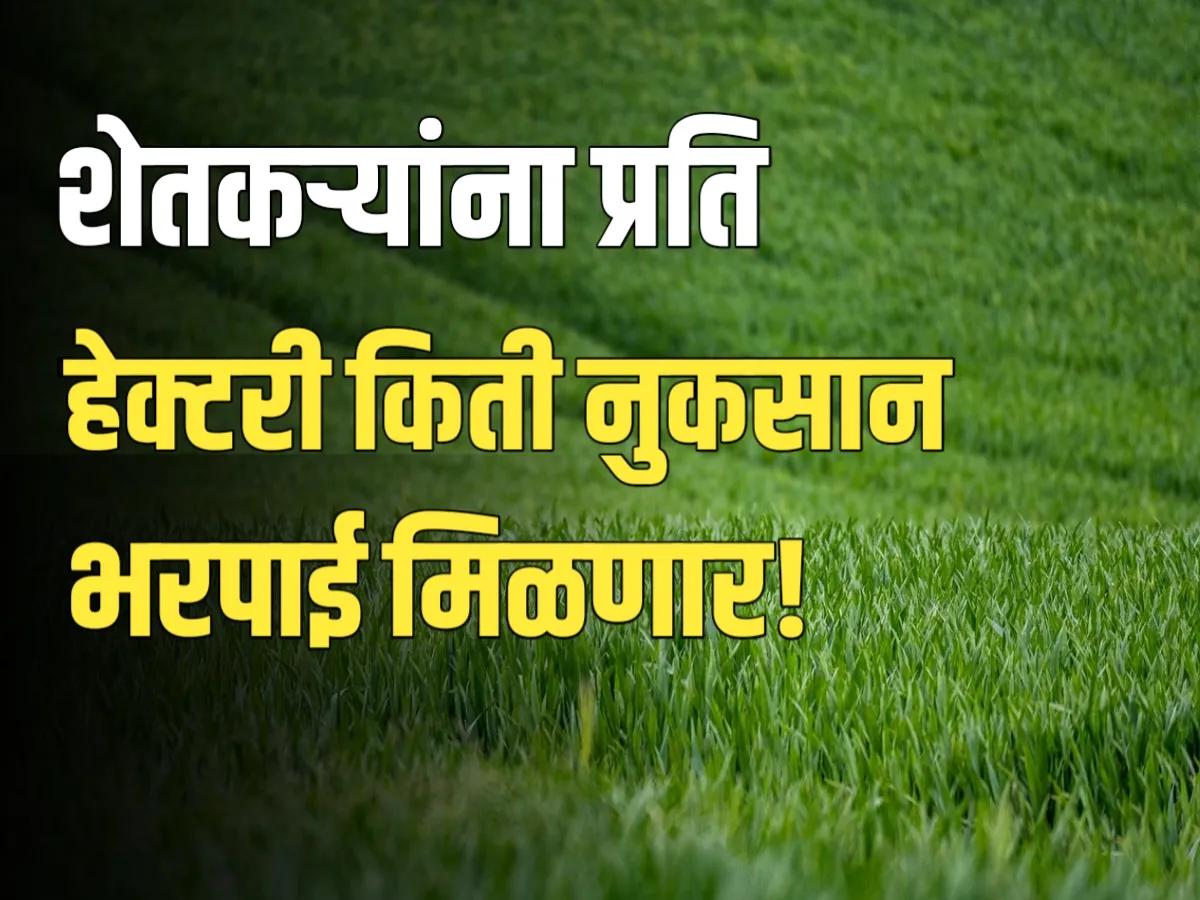 Nuksan Bharpai : नुकसानग्रस्तांना हेक्टरी किती भरपाई मिळणार?