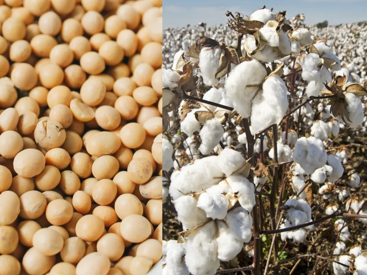 Soybean Cotton Madat : नोंद असणाऱ्या शेतकऱ्यांना मिळणार अनुदान