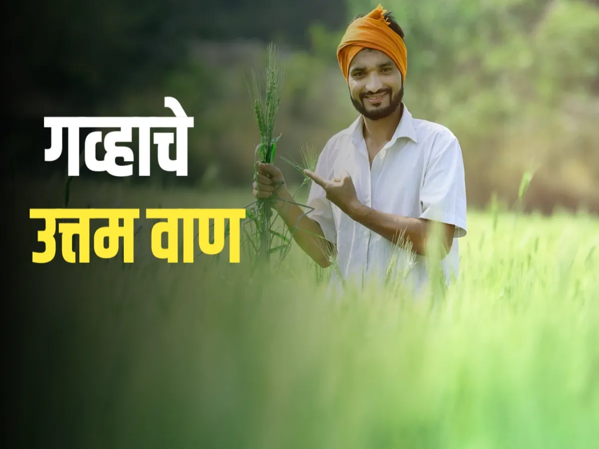 Wheat Crop : गहू लागवडीसाठी चांगले वाण