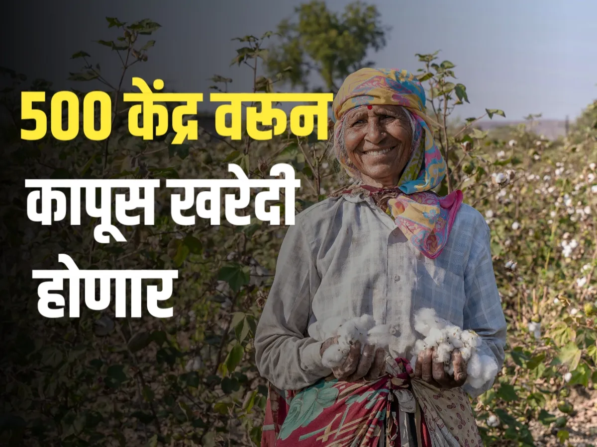 Cotton Market : यंदा 500 केंद्रांच्या माध्यमातून कापूस खरेदी होणार