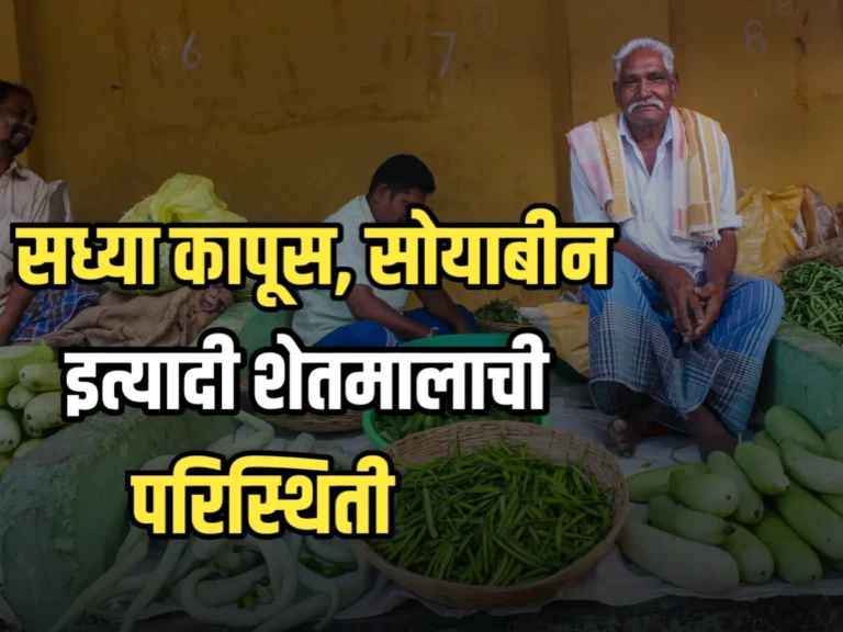 Bajar Bhav : शेतीमालची सध्याची स्थिती सोयाबीन, कापूस, मका, केळी आणि गहू