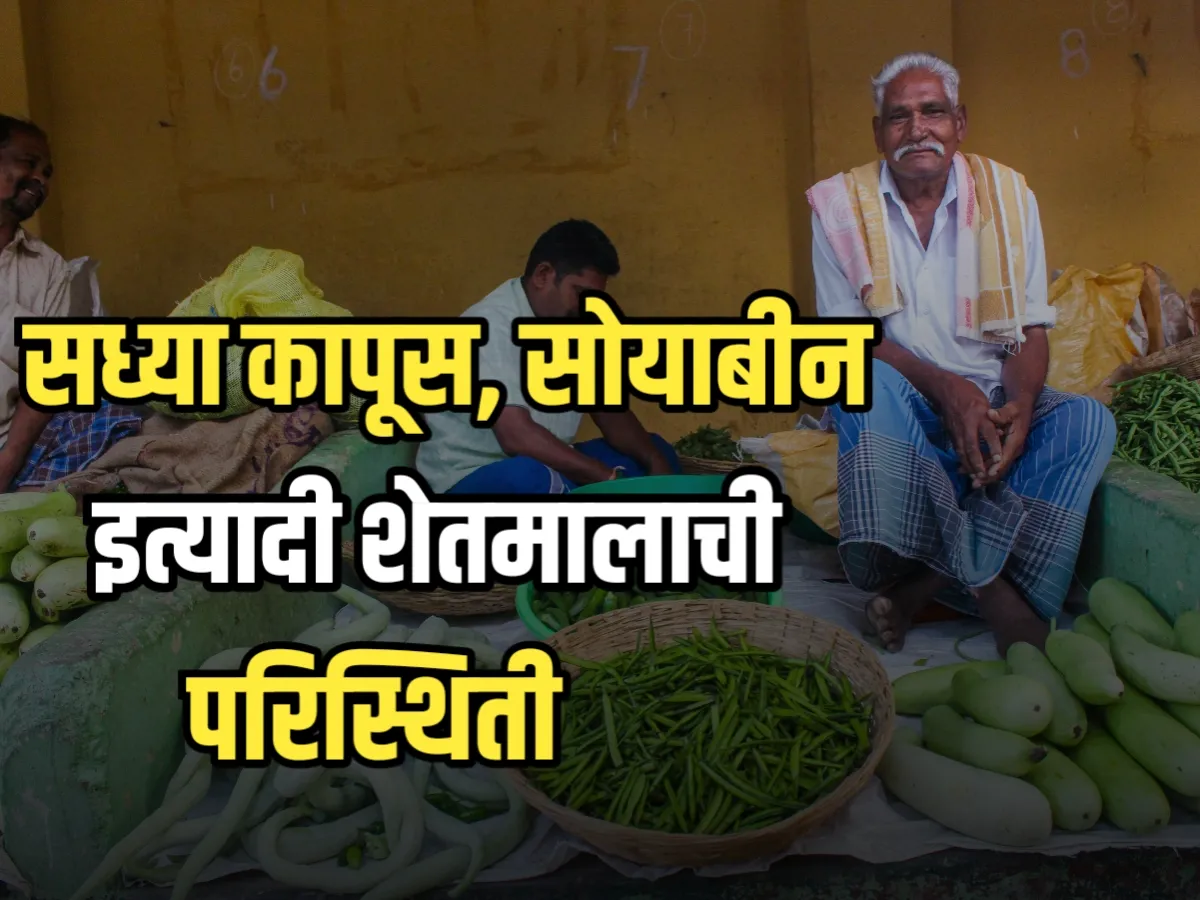 Bajar Bhav : शेतीमालची सध्याची स्थिती सोयाबीन, कापूस, मका, केळी आणि गहू