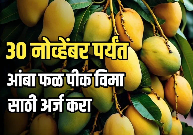 Fal Pik Vima : 30 नोव्हेंबर पर्यंत आंबा फळ पिक विमासाठी अर्ज करा