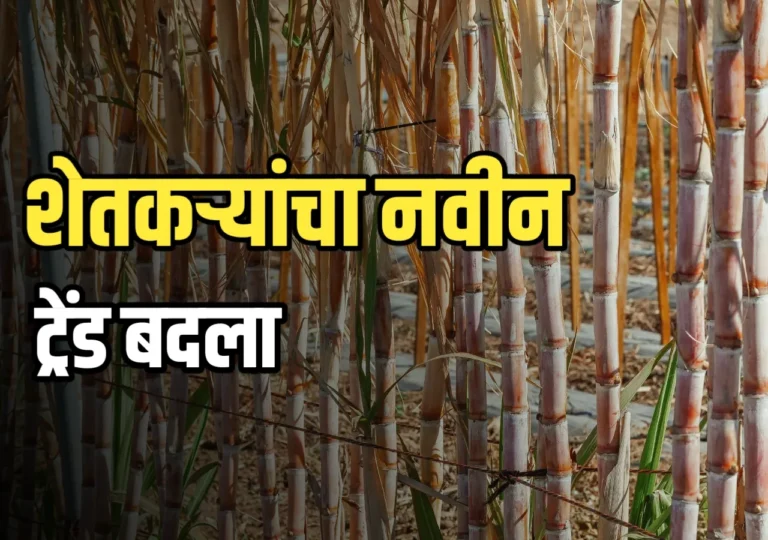 Sugar Cane : शेतकऱ्यांच्या पिकांचा ट्रेंड बदलला