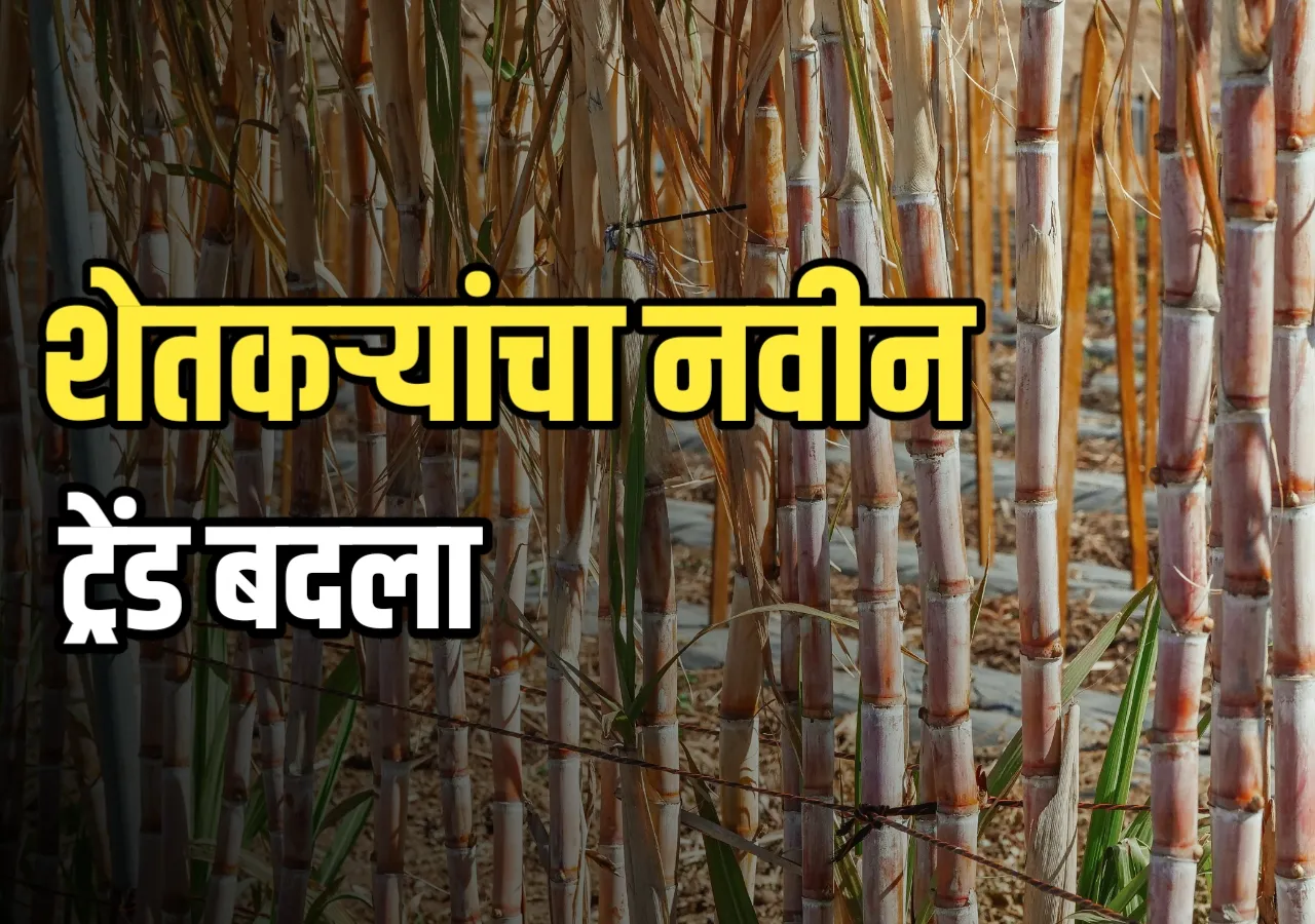 Sugar Cane : शेतकऱ्यांच्या पिकांचा ट्रेंड बदलला