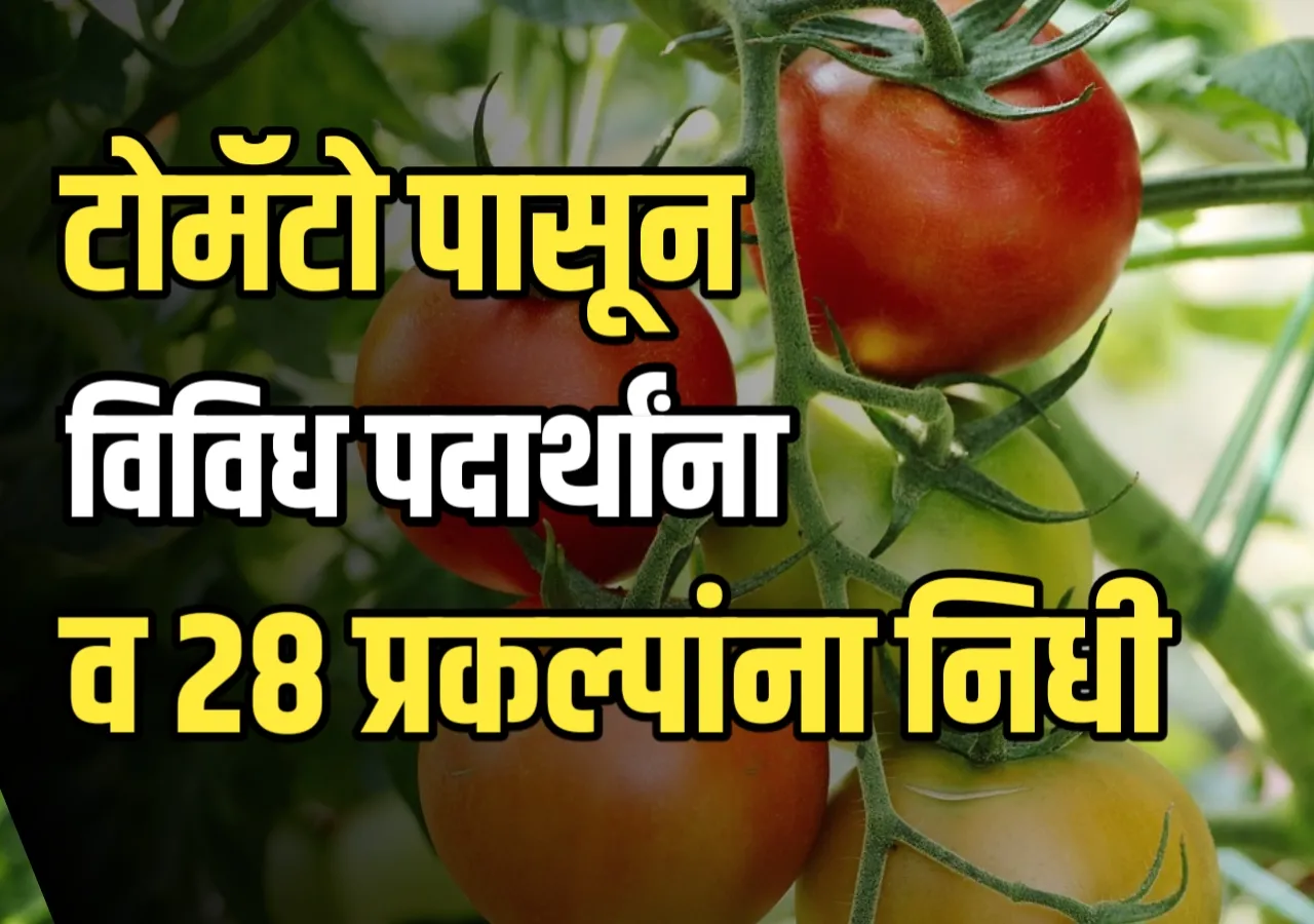 Tomato Waste Utilization : टोमॅटोपासून वाईन ते विविध पदार्थ तसेच 28 प्रकल्पांना देणार निधी