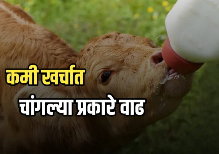 Calf Milk Replacer : मिल्क रिप्लेसर म्हणजे काय ? फायदे काय ?