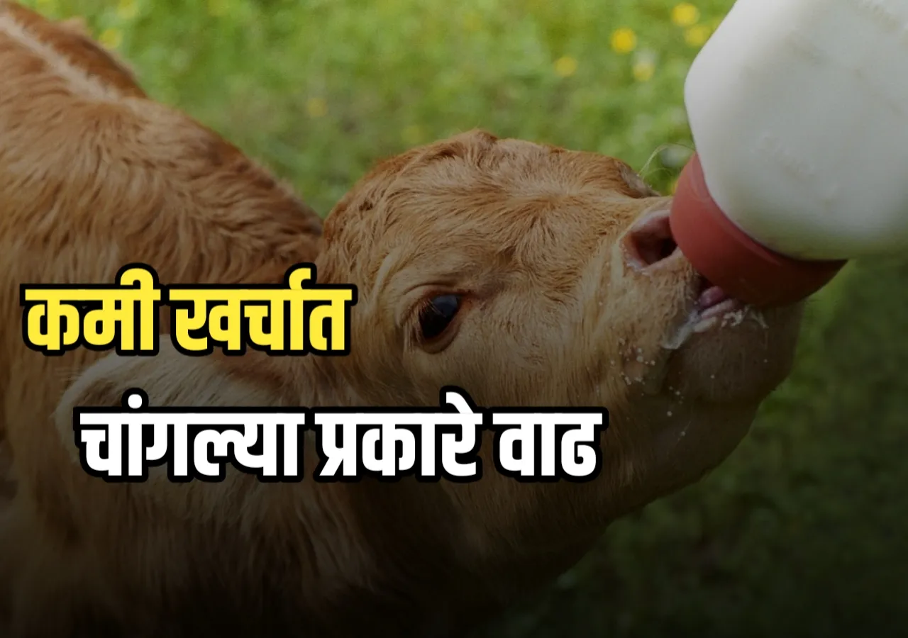 Calf Milk Replacer : मिल्क रिप्लेसर म्हणजे काय ? फायदे काय ?
