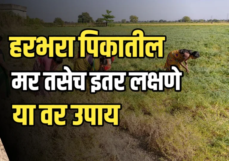 Chana Wilt : हरभरा पिकातील मर रोग | कारणे, लक्षणे आणि उपाययोजना