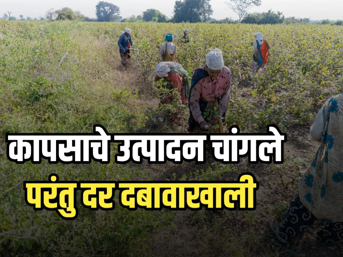 Cotton Market : कापसाचे उत्पादन चांगले | मात्र कापसाचे दर दबावत