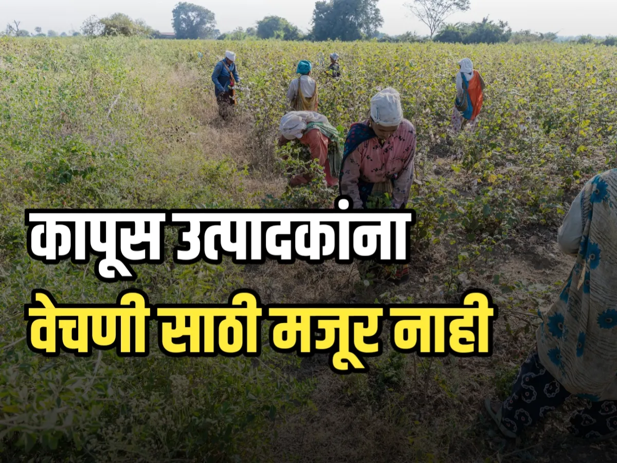 Cotton Picking : कापसाच्या उत्‍पादकांना मंजूर मिळेणा