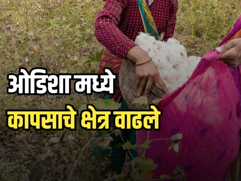 Cotton Update : ओडिशा मध्ये कापसाचे क्षेत्र वाढले