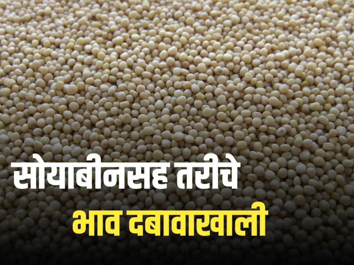 Soybean Rate : सोयाबीनचे उ‍त्पादन दुप्पट | परंतू सोयाबीनला भाव नाही