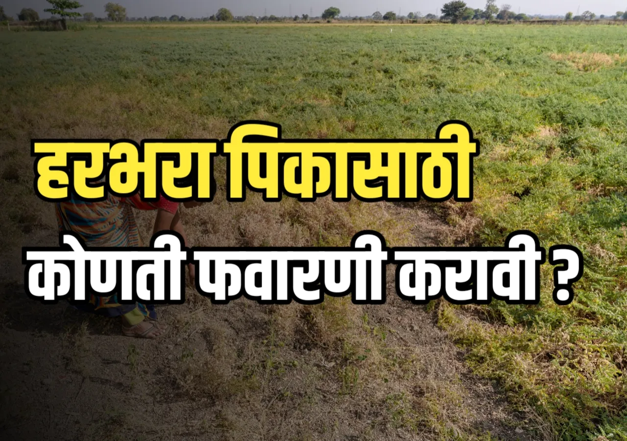 Pest control for Harbhara : हरभरा पिकासाठी कोणती कीटकनाशक फवारणी करावी ?