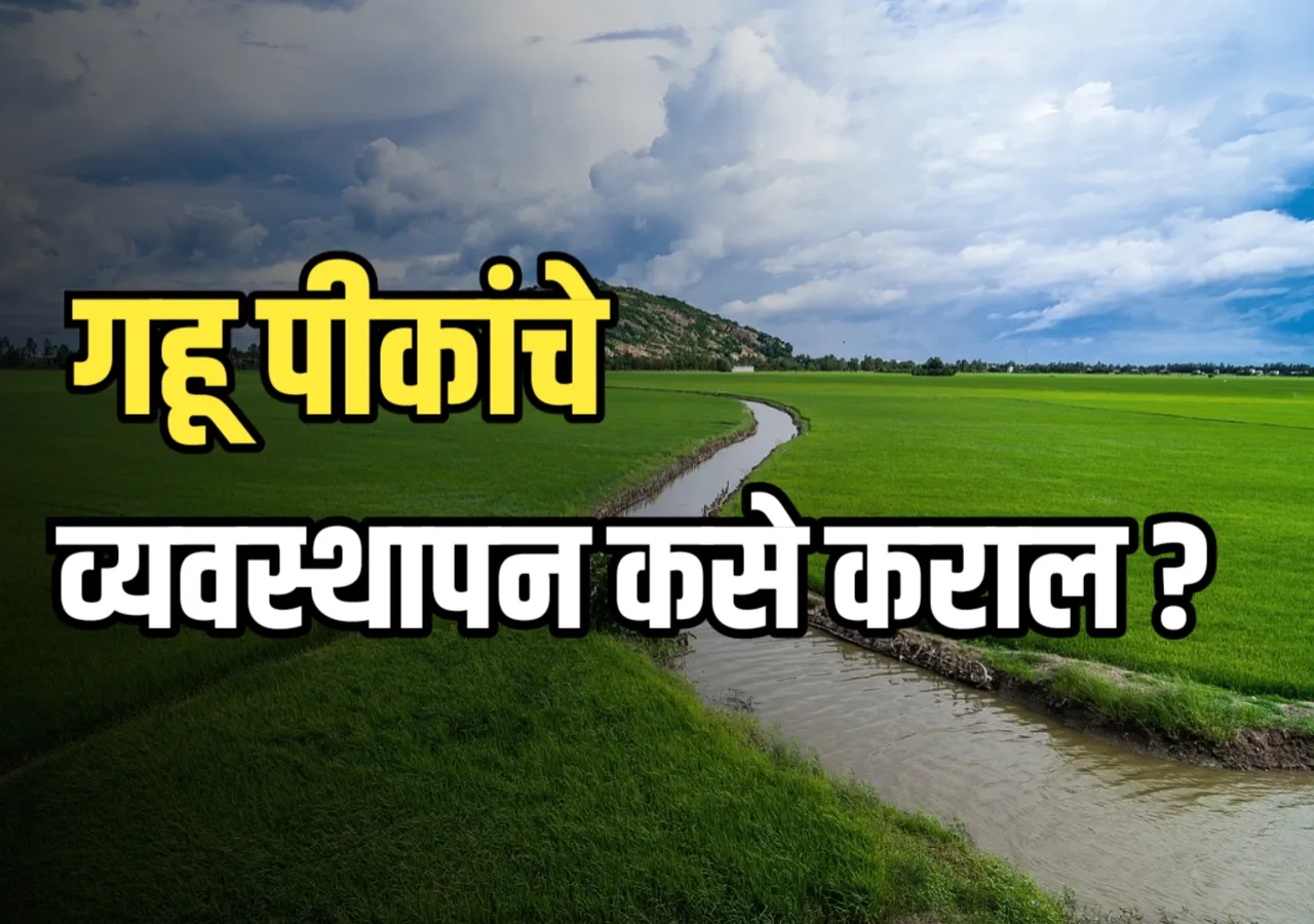 Wheat Irrigation : गहू पिकासाठी पाणी व्यवस्थापन