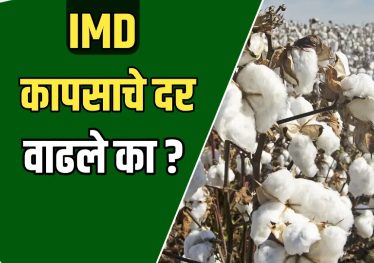 Cotton Market : कापसाचे दर कुठे वाढले? शेतकऱ्यांसाठी महत्त्वाची माहिती!