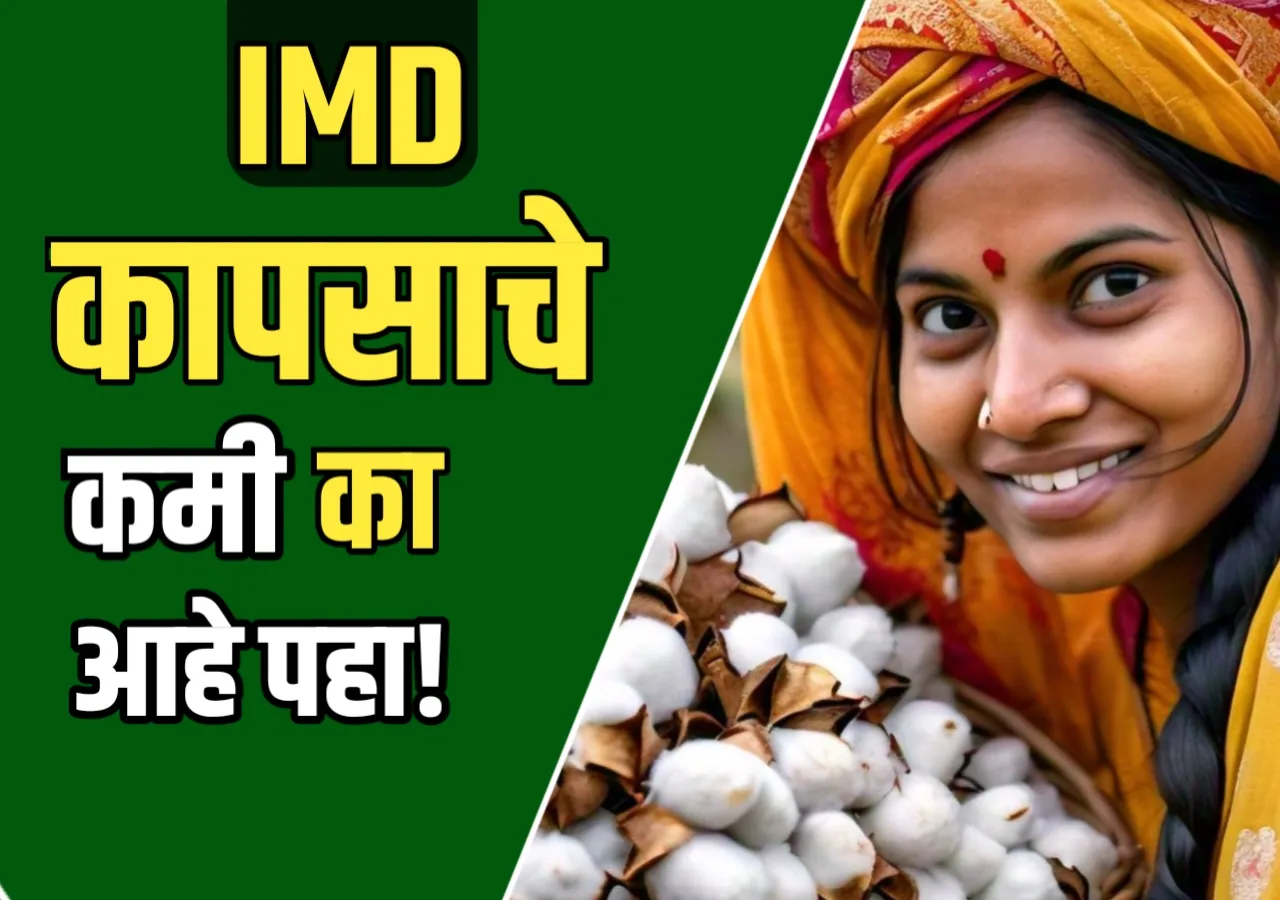 Cotton Market : कापसाचे भाव कमी का आहेत? शेतकऱ्यांनी या टिप्स वाचून योग्य निर्णय घ्या!