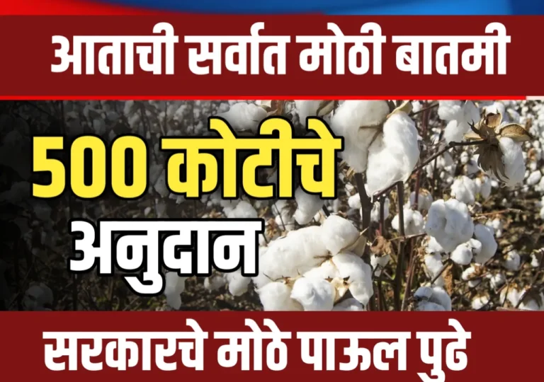 Cotton Subsidy : कापूस उत्पादकांना 500 कोटींच्या अनुदानाची गरज