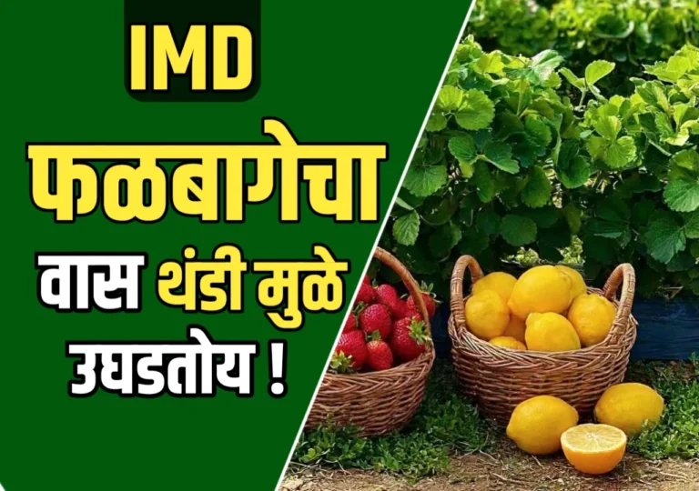 Fruit Crop Management : थंडीमुळे फळबागेचा वास उडतोय? या सोप्या उपायांनी करा तुमच्या बागेचं संरक्षण!