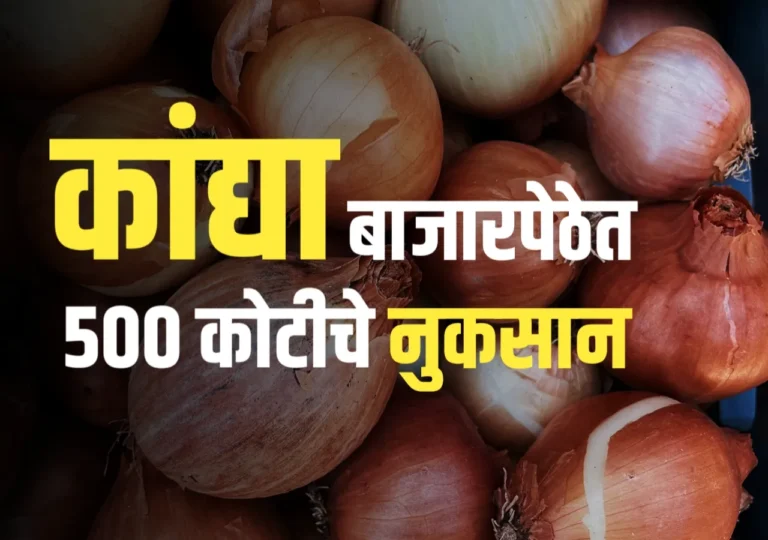 Onion Market : कांद्याच्या बाजारपेठेत मोठी घसरण | शेतकऱ्यांचे 500 कोटीचे नुकसान