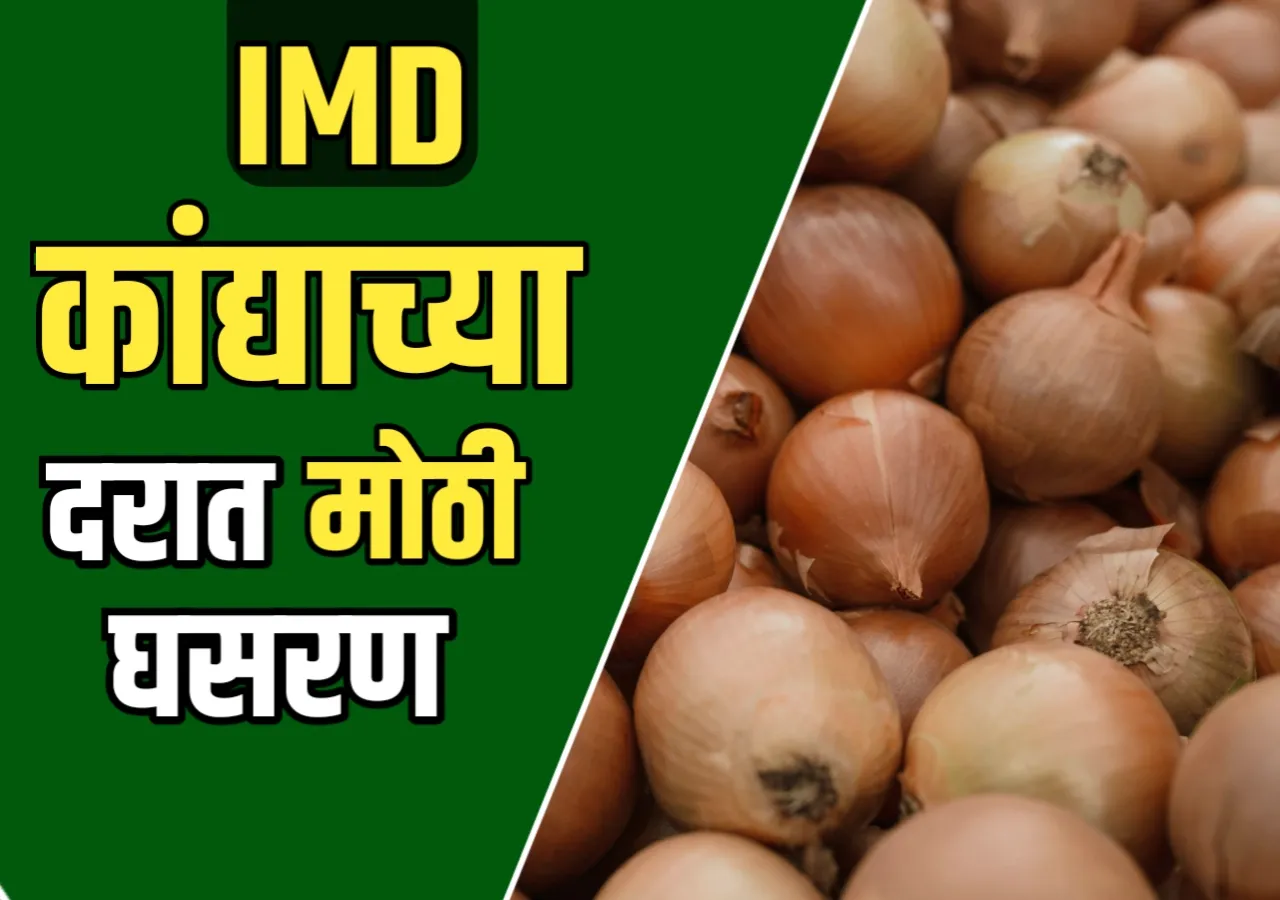 Onions Market : कांद्याच्या बाजारात मोठी घसरण | शेतकऱ्यांसमोरील आर्थिक संकट