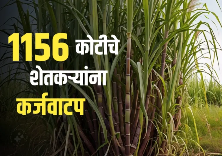 Sugarcane Loan : 1156 कोटींचे कर्जवाटप