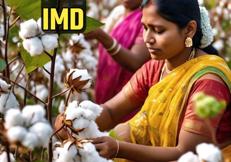 कापसाचे भाव: शेतकऱ्यांसाठी आगामी काळातील आशा आणि अडचणी