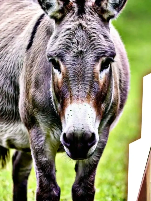 गाढविणीच्या दुधाला 70 हजार रुपये भाव