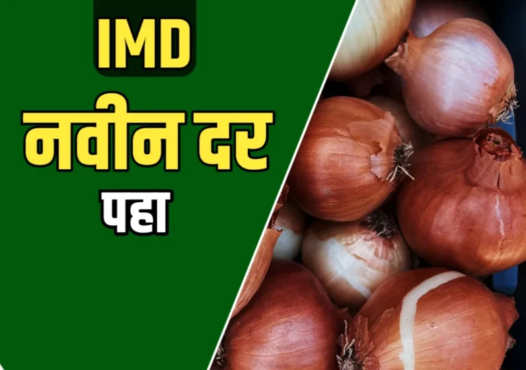 New Onion Price : लाल कांद्याचे नवीन दर ऐकून थक्क व्हाल! शेतकऱ्यांना दिलासा की चिंता?