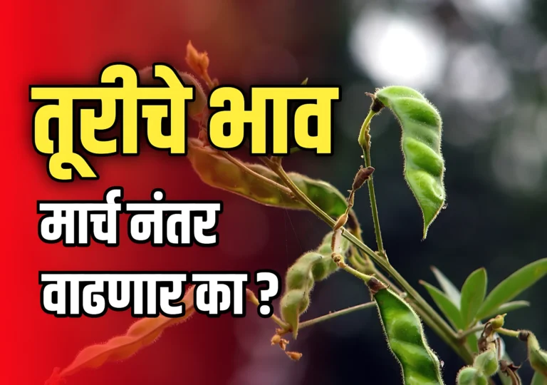 Tur Market : महाराष्ट्रात मार्च नंतर तूरीचे भाव वाढणार ?